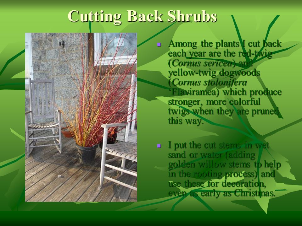 Cutting Back Shrubs Among the plants I cut back each year are the red-twig (Cornus sericea) and yellow-twig dogwoods (Cornus stolonifera ‘Flaviramea) which produce stronger, more colorful twigs when they are pruned this way.