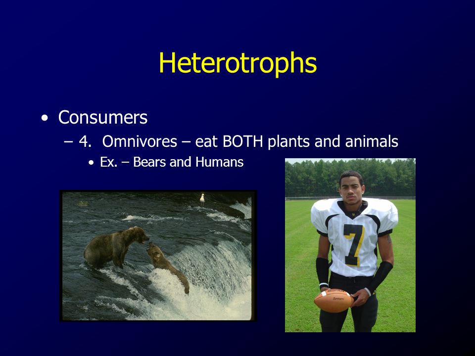 Heterotrophs Consumers –4. Omnivores – eat BOTH plants and animals Ex. – Bears and Humans
