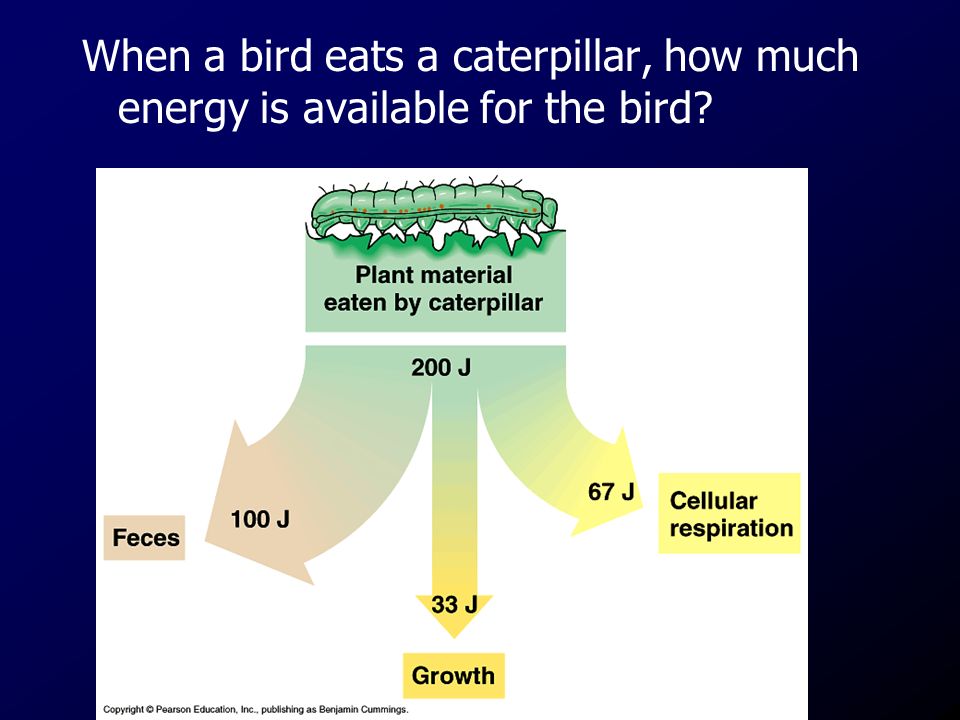 When a bird eats a caterpillar, how much energy is available for the bird