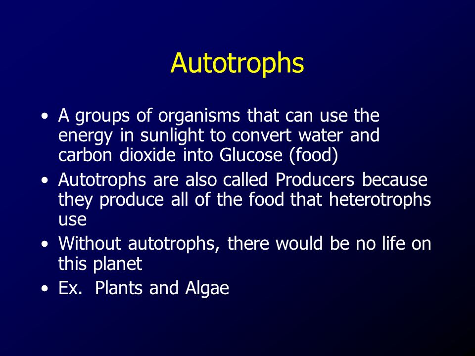 Autotrophs A groups of organisms that can use the energy in sunlight to convert water and carbon dioxide into Glucose (food) Autotrophs are also called Producers because they produce all of the food that heterotrophs use Without autotrophs, there would be no life on this planet Ex.