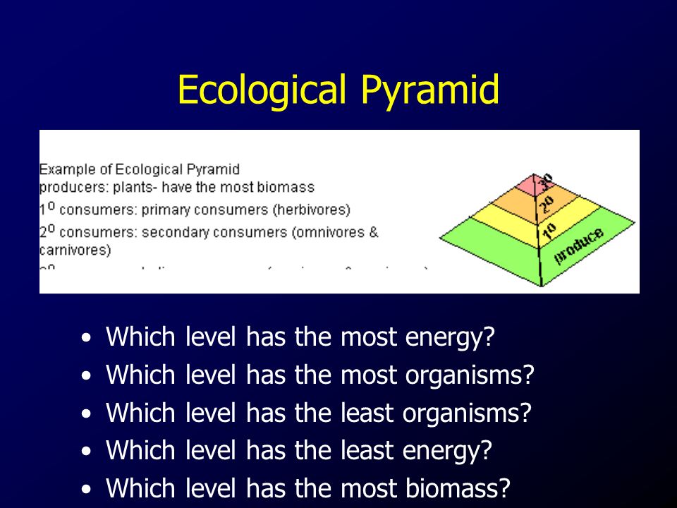Ecological Pyramid Which level has the most energy.