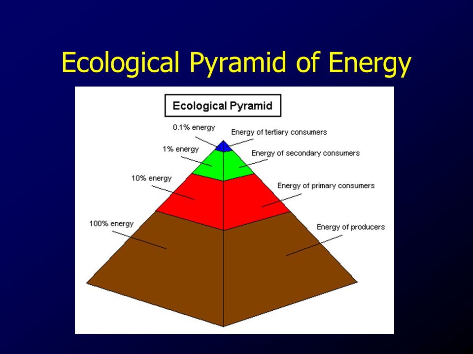 Ecological Pyramid of Energy