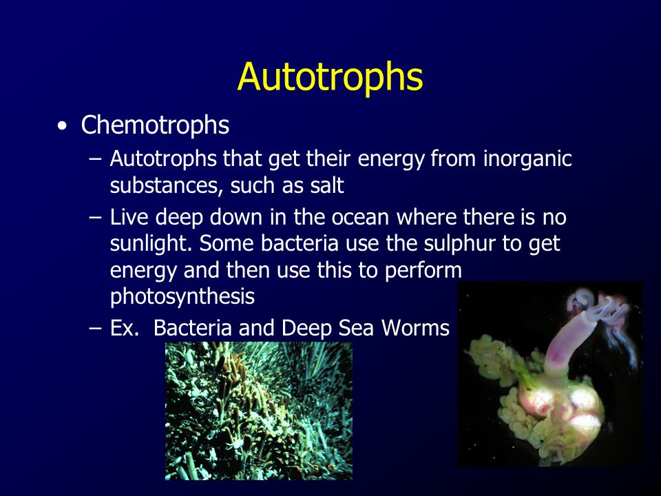 Chemotrophs –Autotrophs that get their energy from inorganic substances, such as salt –Live deep down in the ocean where there is no sunlight.