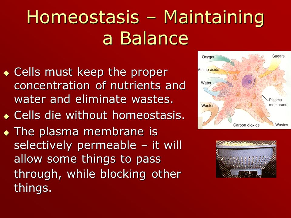 The Plasma Membrane and Homeostasis