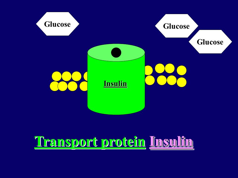 Insulin Transport protein Insulin Glucose Insulin