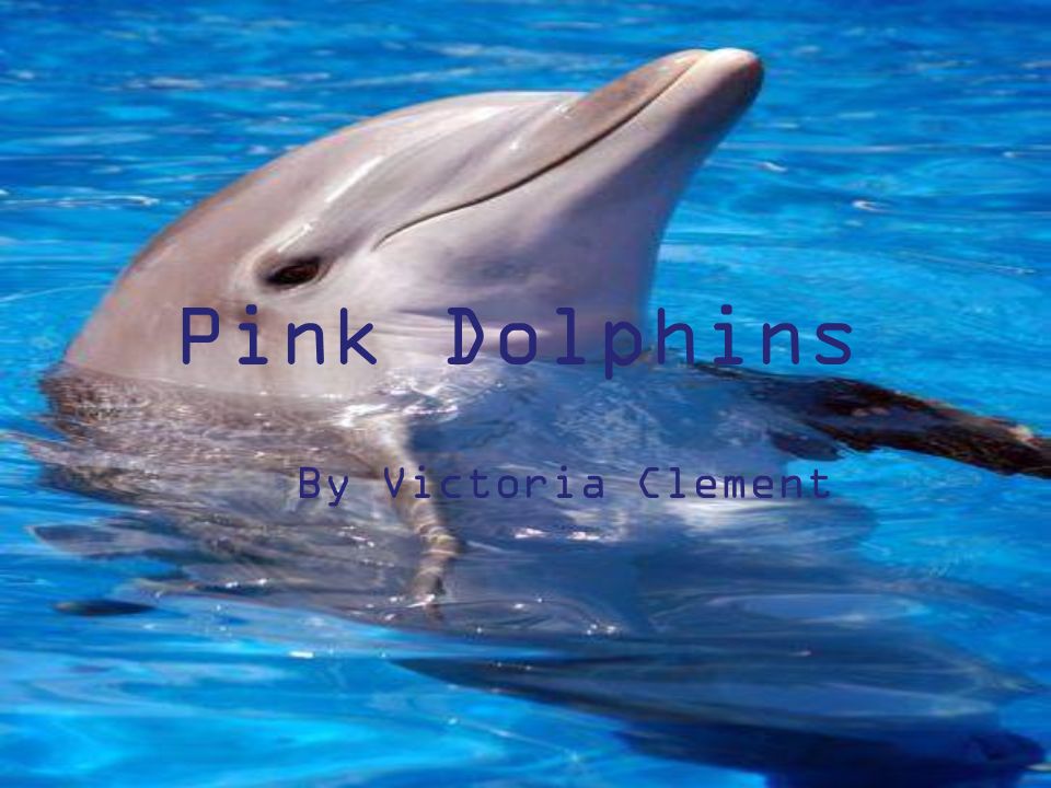 Дельфины живут лет. Дельфины. Дельфины проект. Презентация про дельфина. Проект про дельфинов.