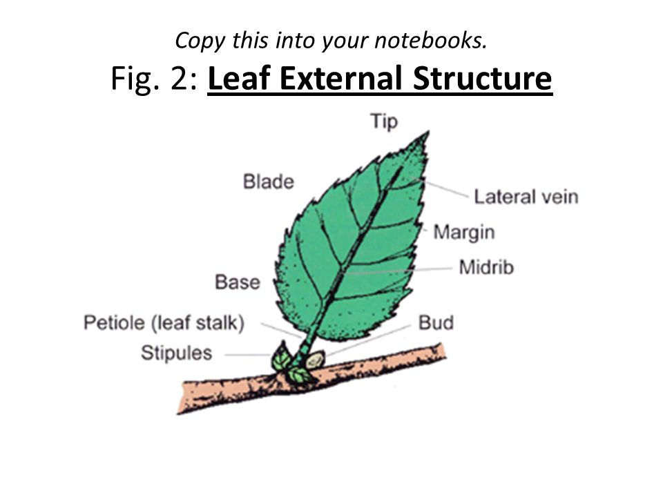 The External Structures of Leaves