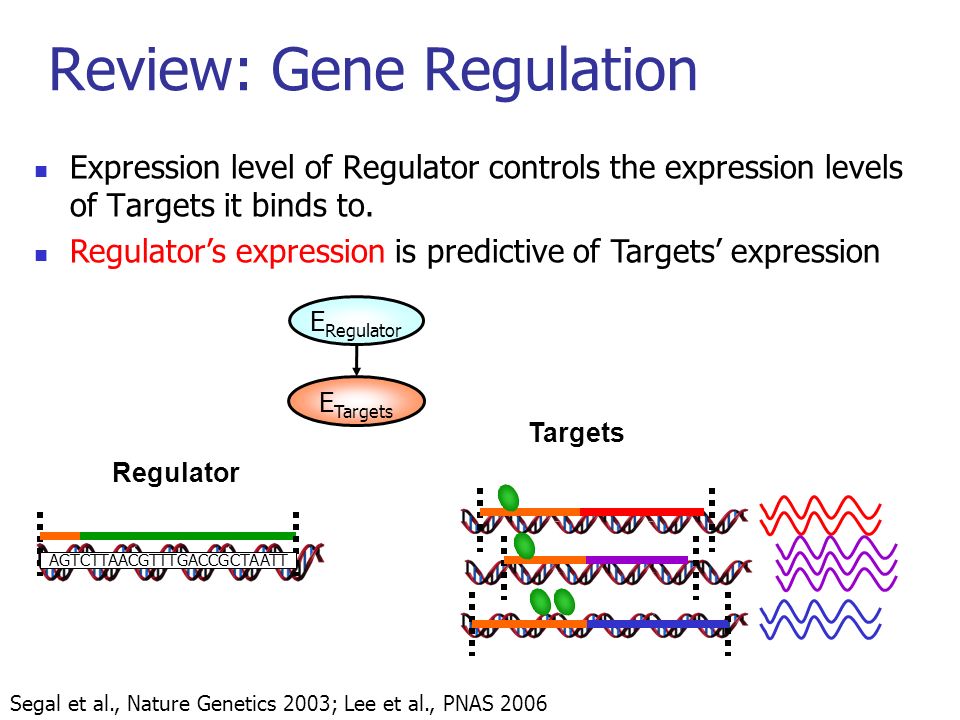 Review: Gene Regulation Regulator Targets Expression level of Regulator controls the expression levels of Targets it binds to.