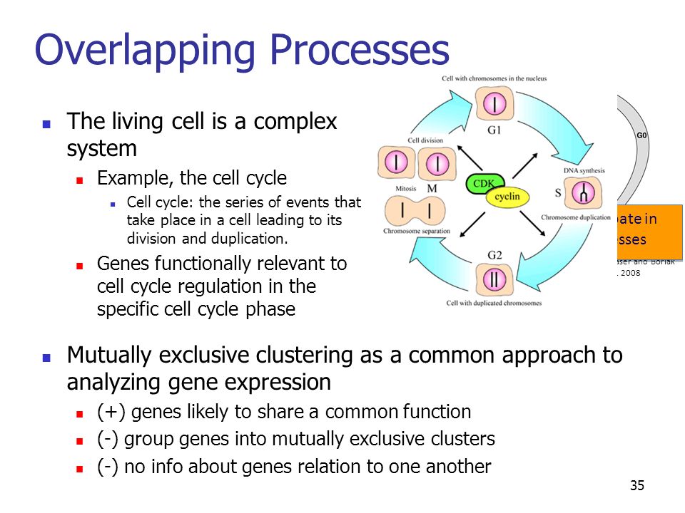 35 Overlapping Processes The living cell is a complex system Example, the cell cycle Cell cycle: the series of events that take place in a cell leading to its division and duplication.