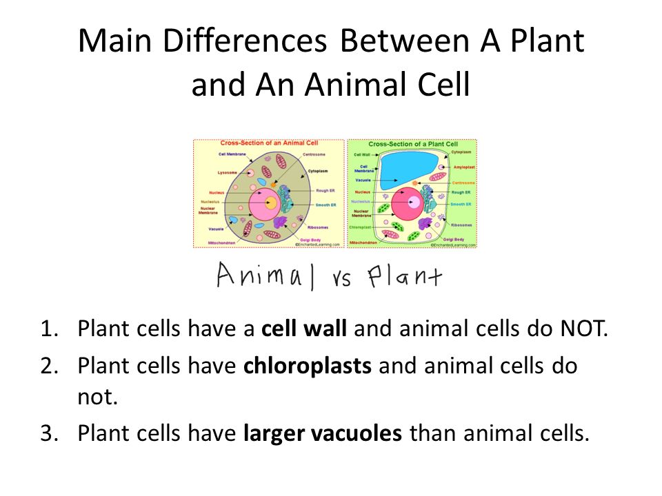 Parts of a Cell and Their Function. Plant Cell Animal Cell. - ppt download