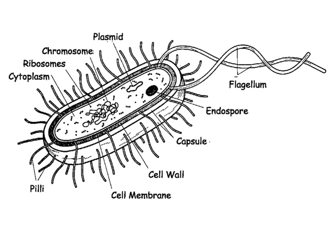 archaebacteria drawing