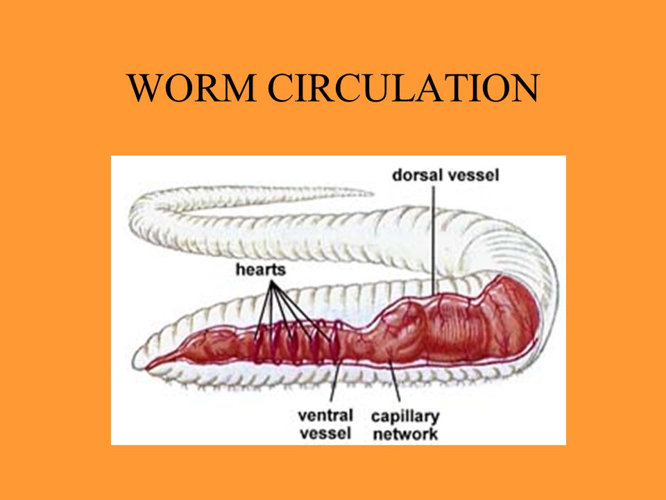 Do Worms Have Hearts. Worms have a closed circulatory system.