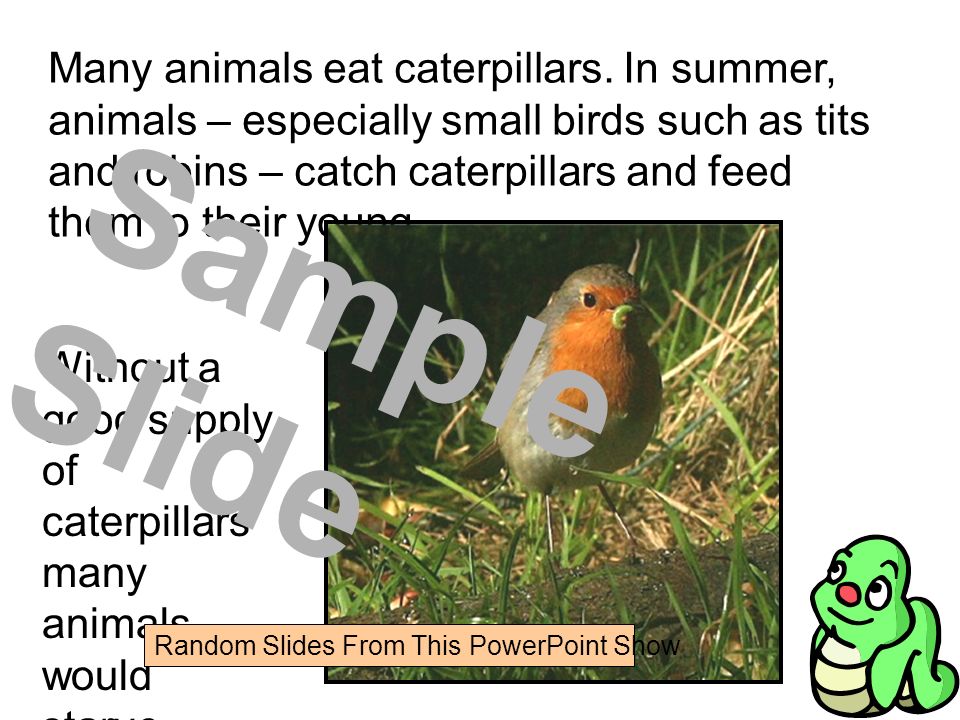Many animals eat caterpillars.