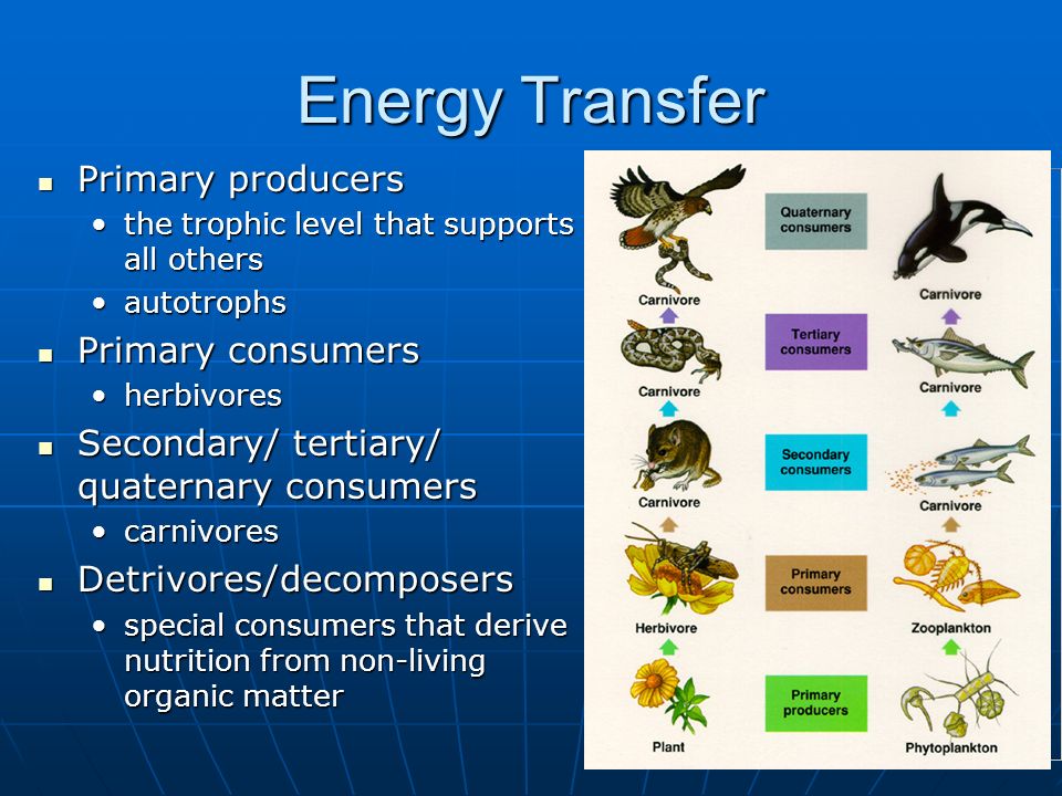 Energy Transfer Primary producers Primary producers the trophic level that supports all othersthe trophic level that supports all others autotrophsautotrophs Primary consumers Primary consumers herbivoresherbivores Secondary/ tertiary/ quaternary consumers Secondary/ tertiary/ quaternary consumers carnivorescarnivores Detrivores/decomposers Detrivores/decomposers special consumers that derive nutrition from non-living organic matterspecial consumers that derive nutrition from non-living organic matter