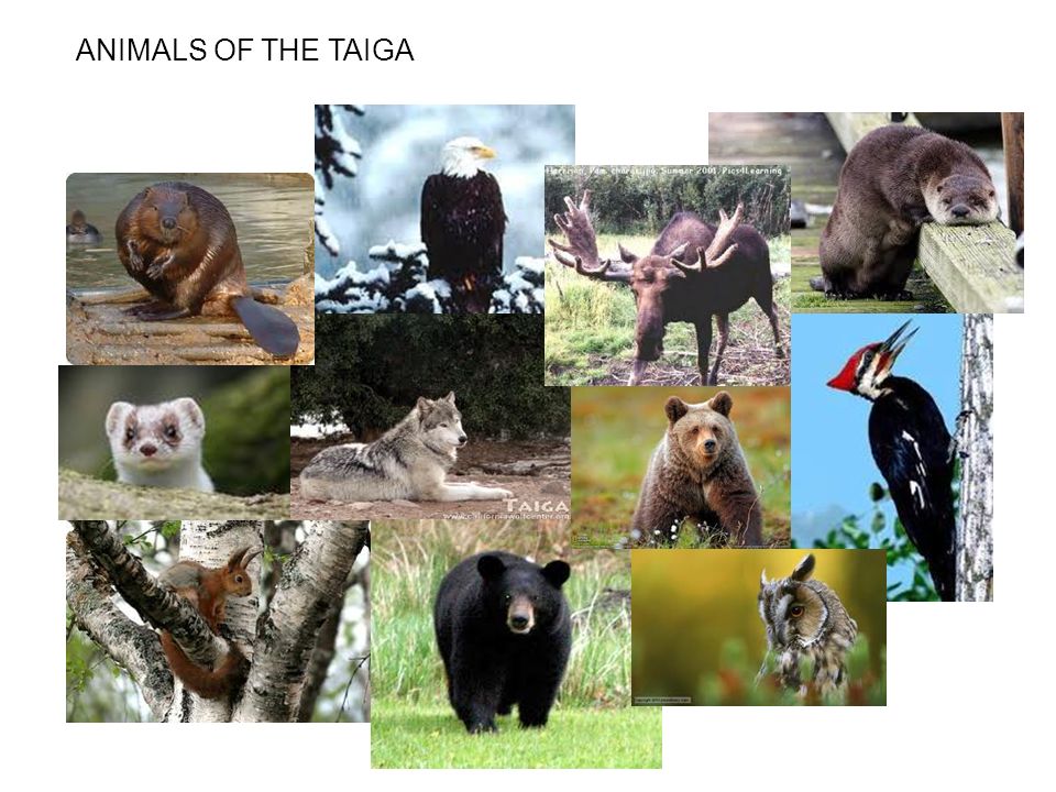 Taiga By: Nick Bear Matthew Connor. In the Taiga Biome the biotic factors  help the animals by providing food for the consumer 1 which is eaten by  the. - ppt download