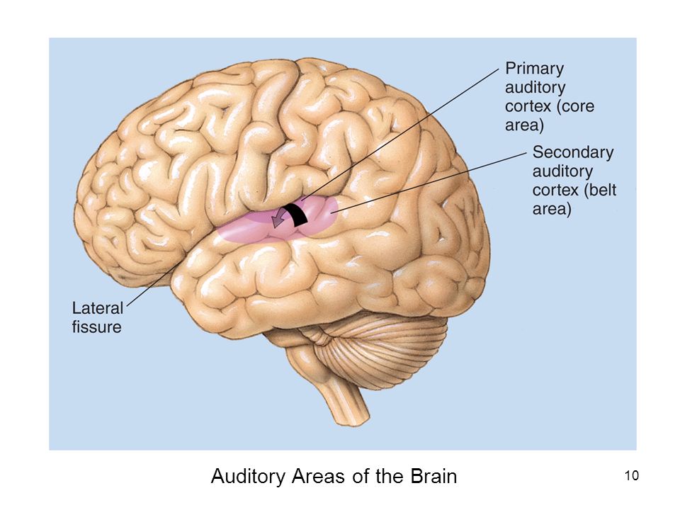В каком отделе мозга находится центр слуха. Слуховой анализатор в коре головного мозга. Зона коры головного мозга слухового анализатора. Клмть зпщтщающач слуховую зону коры головного мозга.