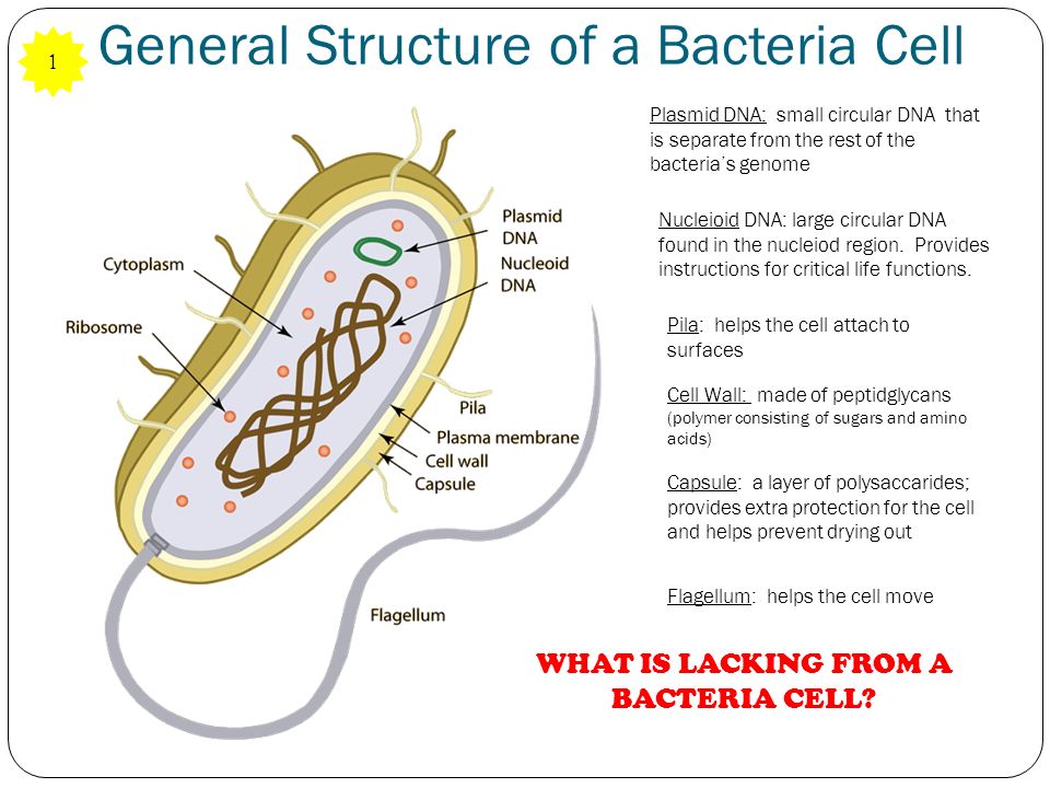 Microbiology. General Structure of a Bacteria Cell Plasmid DNA: small  circular DNA that is separate from the rest of the bacteria's genome  Nucleioid DNA: - ppt download