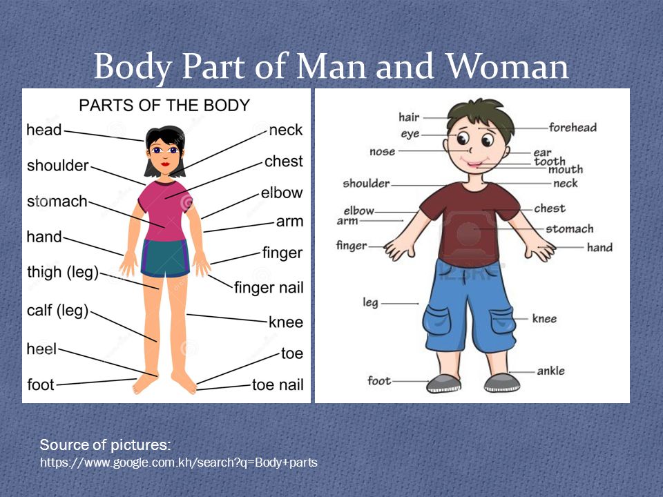 Sex & Gender Group E Product by Vanroth Vann. Body Part of Man and Woman  Source of pictures: - ppt download