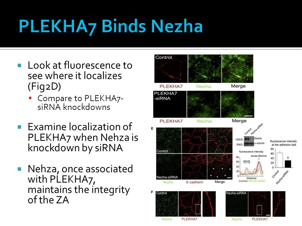  Look at fluorescence to see where it localizes (Fig2D)  Compare to PLEKHA7- siRNA knockdowns  Examine localization of PLEKHA7 when Nehza is knockdown by siRNA  Nehza, once associated with PLEKHA7, maintains the integrity of the ZA