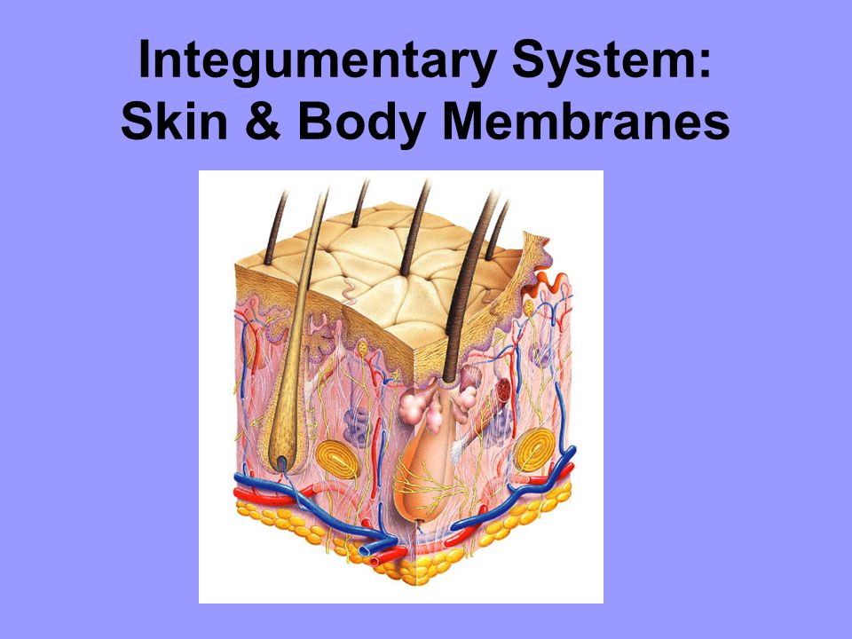 Integumentary System: Skin & Body Membranes. Unit 2: Integumentary ...