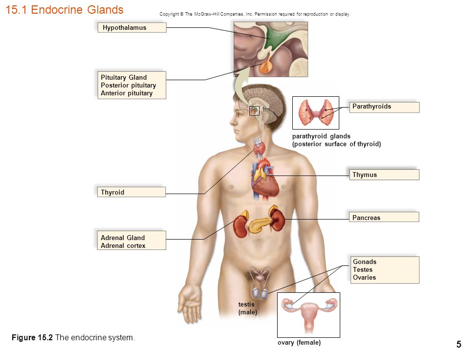 Human biology презентация