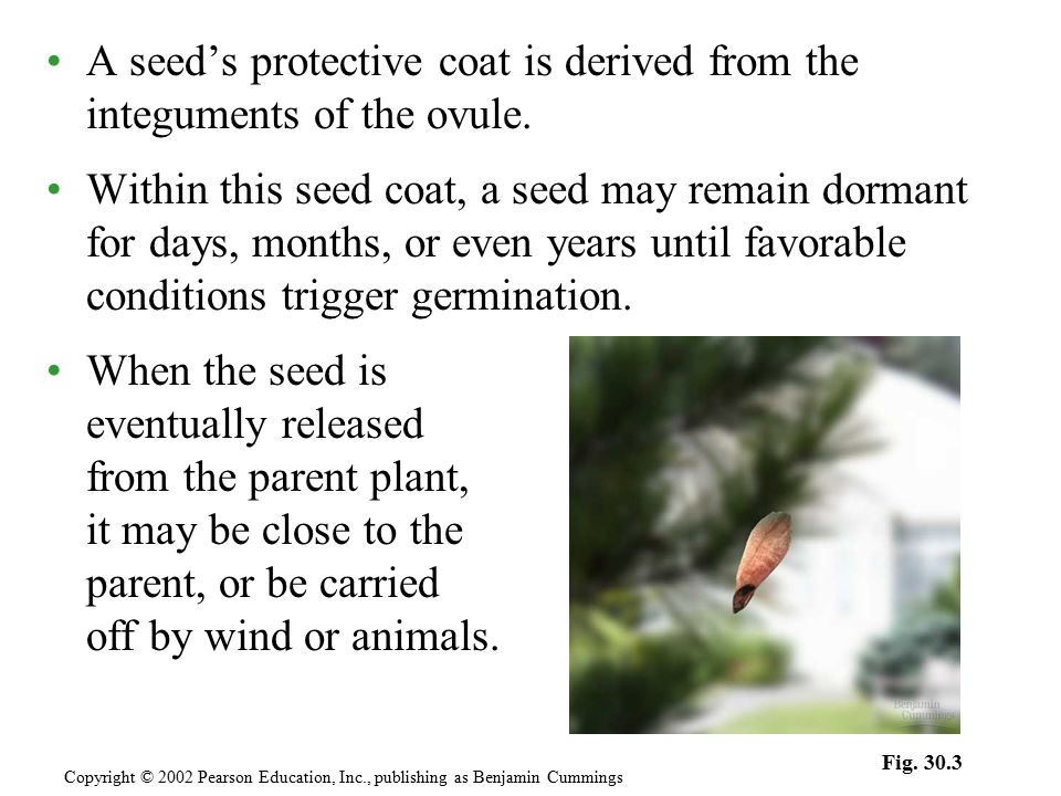A seed’s protective coat is derived from the integuments of the ovule.