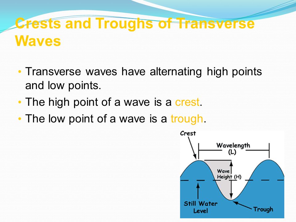 Crests and Troughs of Transverse Waves Transverse waves have alternating high points and low points.