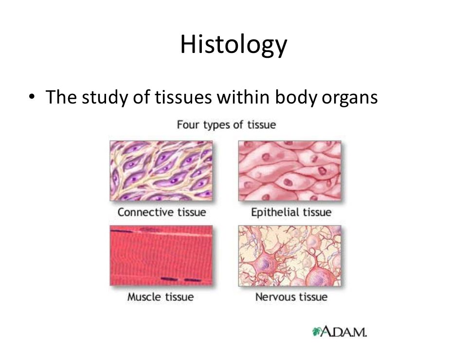 Histology. The study of tissues within body organs. - ppt download