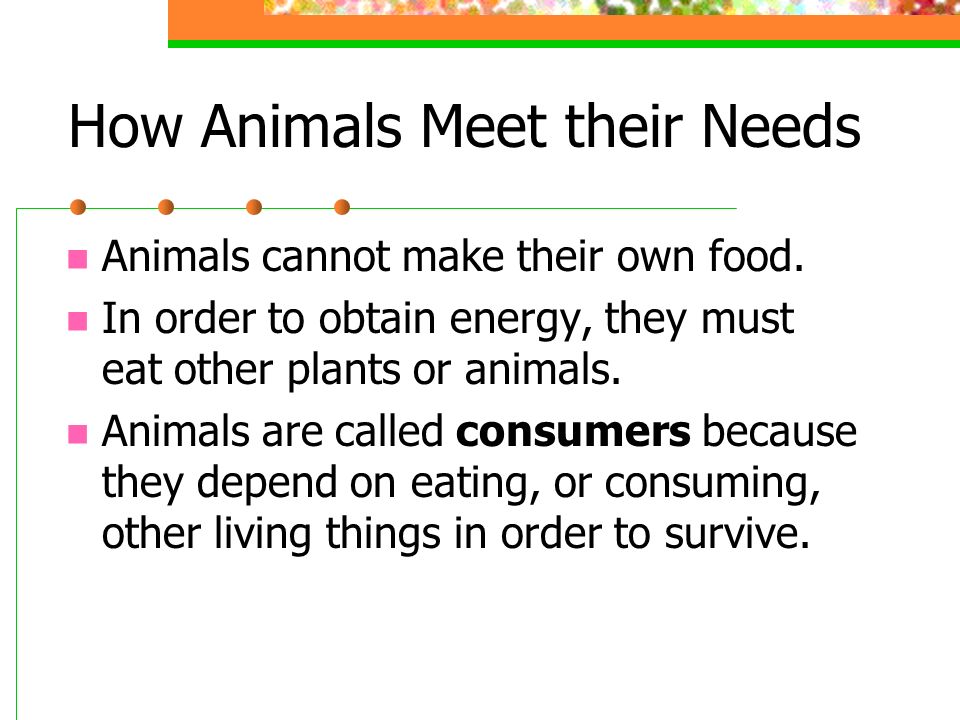 Plants and Animals All living things need air, water, food and space. All  living things depend on each other and on the environment. Plants are able  to. - ppt download