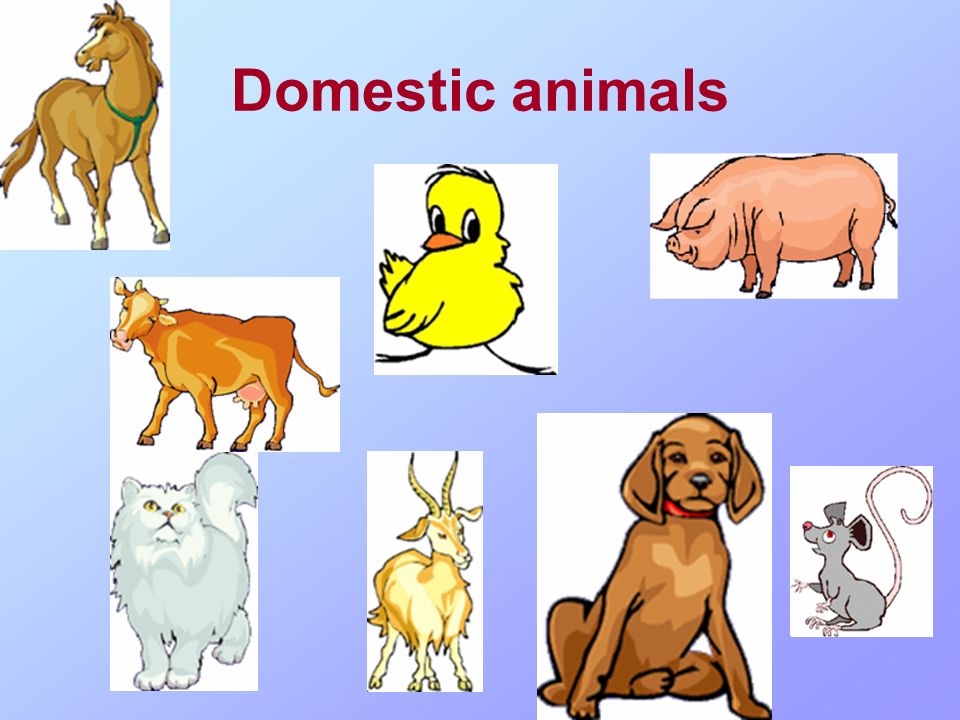 Английский 2 класс тема животных. Domestic animals домашние животные. Животные на английском домашние животные. Домашние животные на англ языке. Animals презентация.