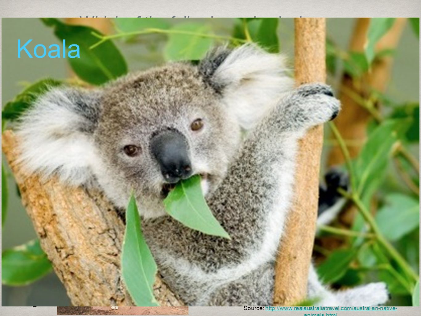 Коалы листья эвкалипта. Коала эвкалиптовый мишка. Коала в Австралии. Эвкалипт дерево коала. Коала ест листья эвкалипта.