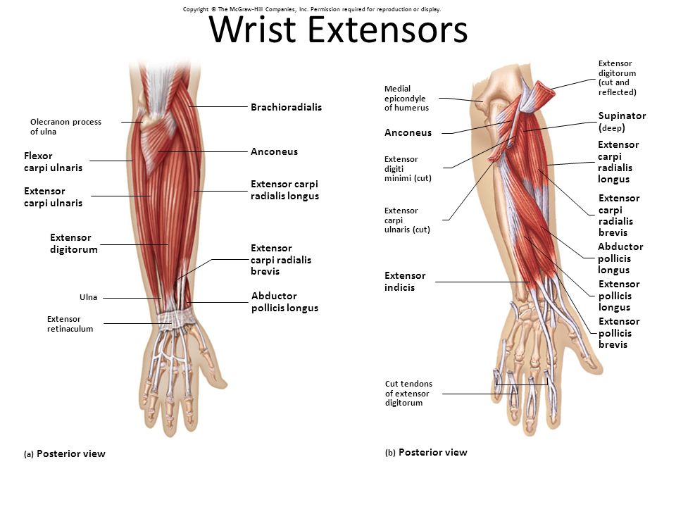 Extensor digitorum