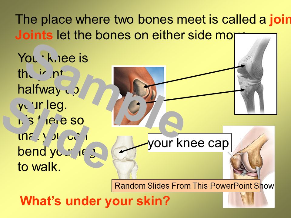 The place where two bones meet is called a joint. Joints let the bones on either side move.