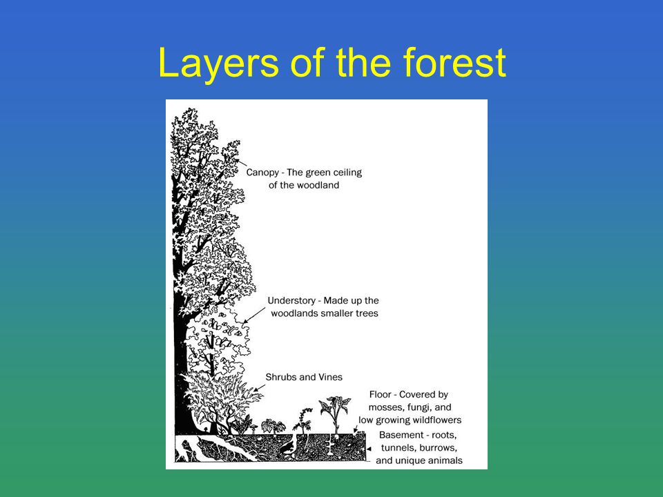 Layers of the forest