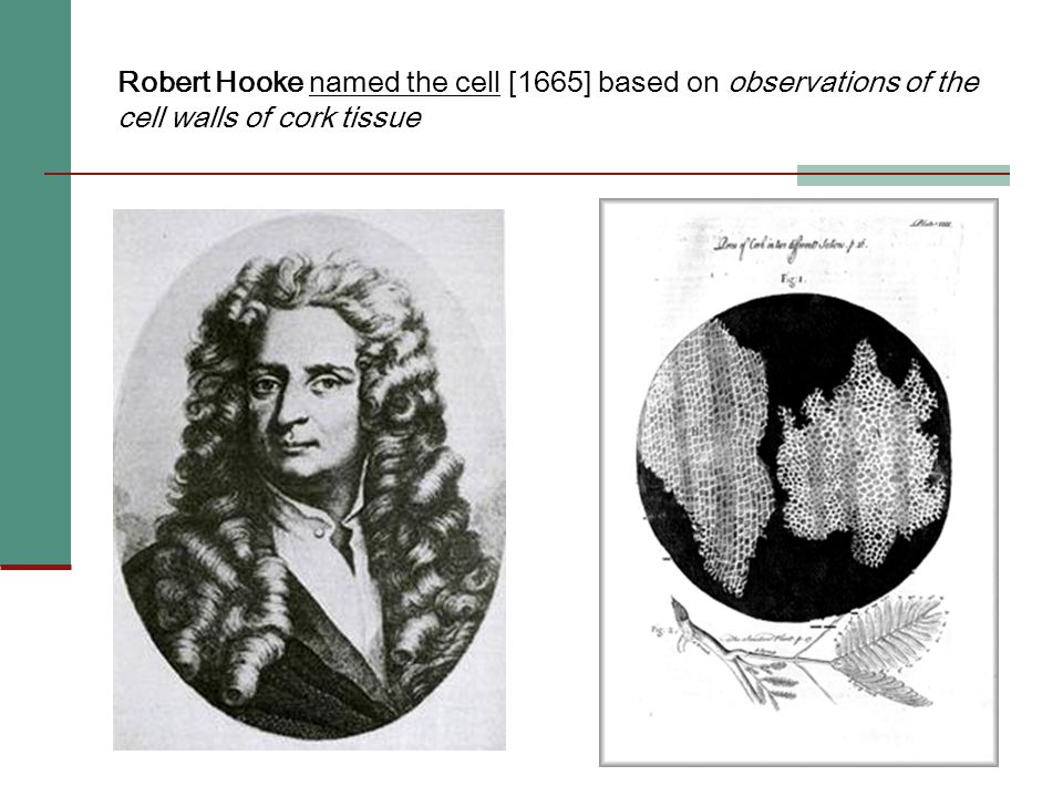 Robert Hooke named the cell [1665] based on observations of the cell walls of cork tissue