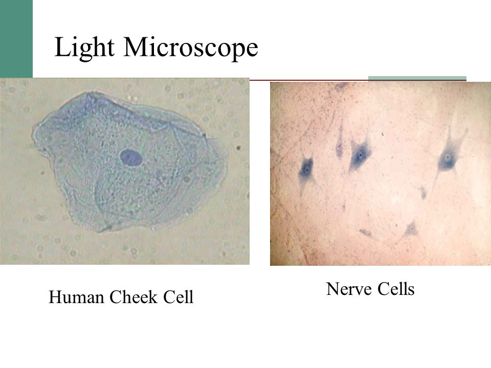 Light Microscope Human Cheek Cell Nerve Cells