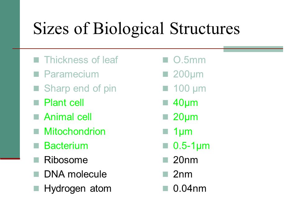 Sizes of Biological Structures Thickness of leaf Paramecium Sharp end of pin Plant cell Animal cell Mitochondrion Bacterium Ribosome DNA molecule Hydrogen atom O.5mm 200μm 100 μm 40μm 20μm 1μm 0.5-1μm 20nm 2nm 0.04nm