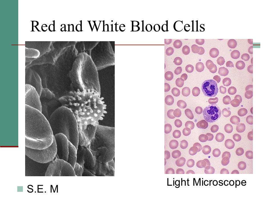 Red and White Blood Cells S.E. M Light Microscope