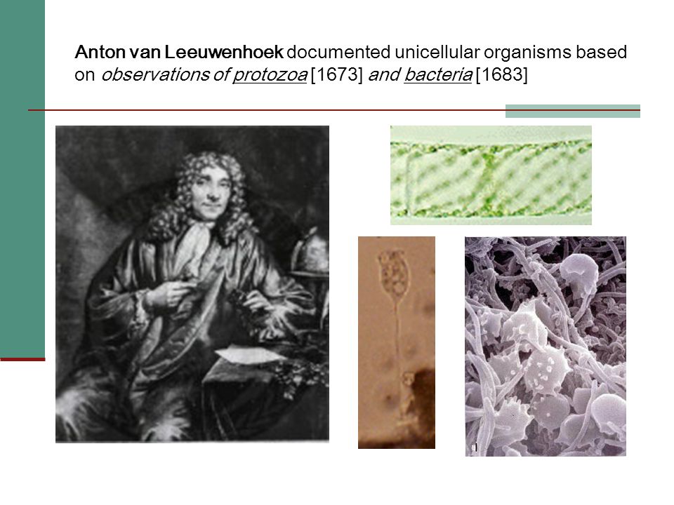 Anton van Leeuwenhoek documented unicellular organisms based on observations of protozoa [1673] and bacteria [1683]