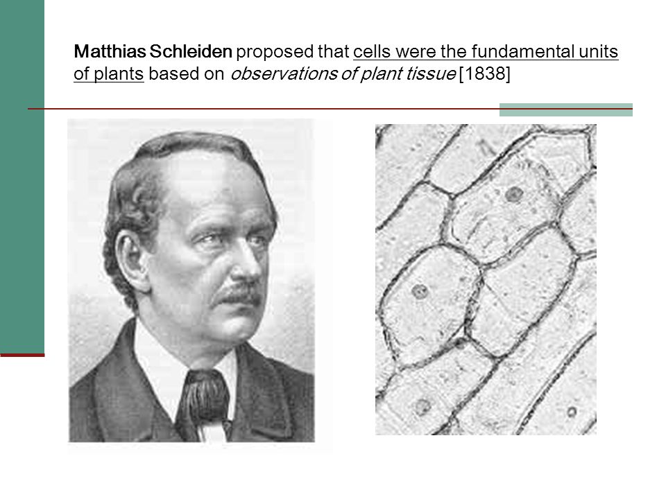 Matthias Schleiden proposed that cells were the fundamental units of plants based on observations of plant tissue [1838]