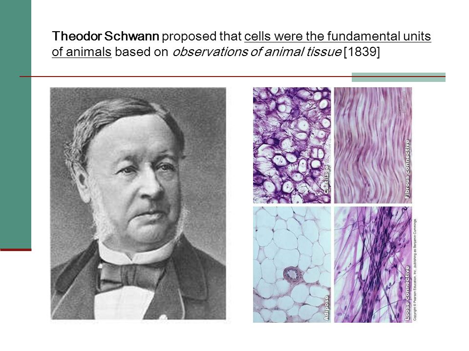 Theodor Schwann proposed that cells were the fundamental units of animals based on observations of animal tissue [1839]