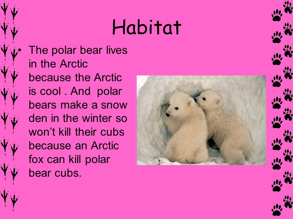 Мишка перевести на английский. Polar Bear Lives in. Топик на английском языке о Полярном медведе. Белый медведь на английском языке. Where do Polar Bears Live.