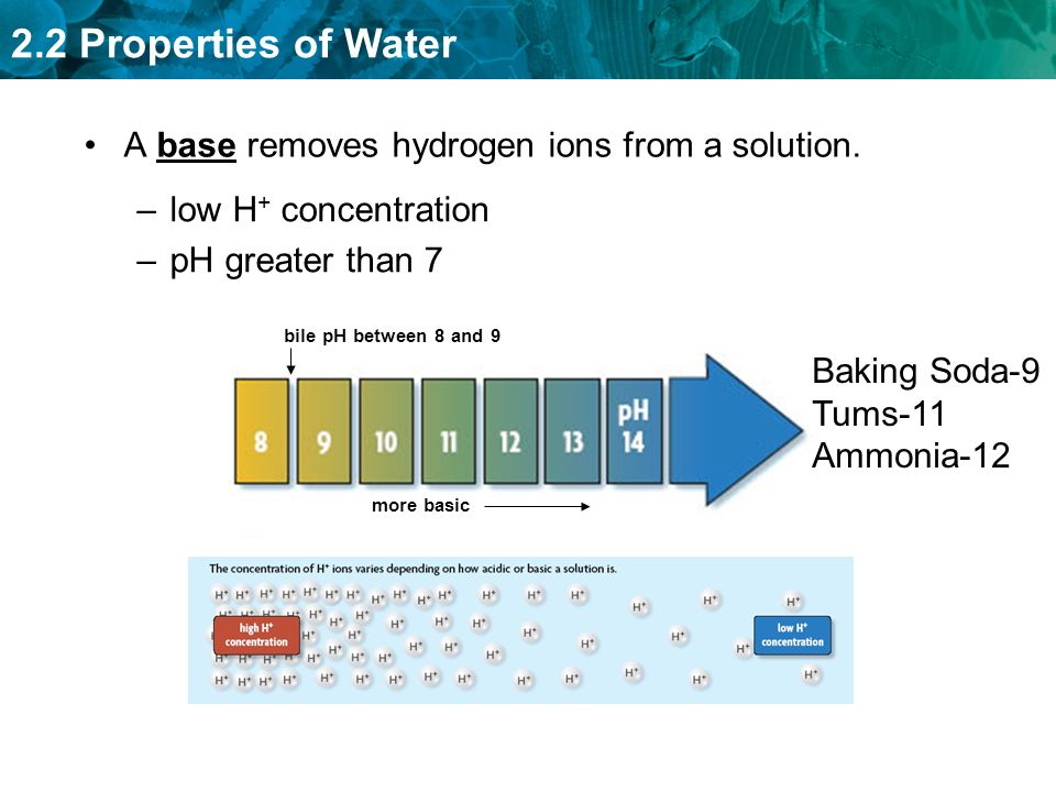 2.2 Properties of Water A base removes hydrogen ions from a solution.