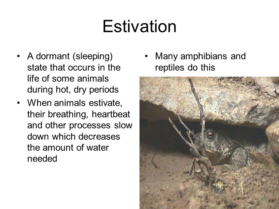Animal Behavior. Behavior Behavior is action that alters the relationship  between an organism and its environment Results from: –An external  stimulus. - ppt download