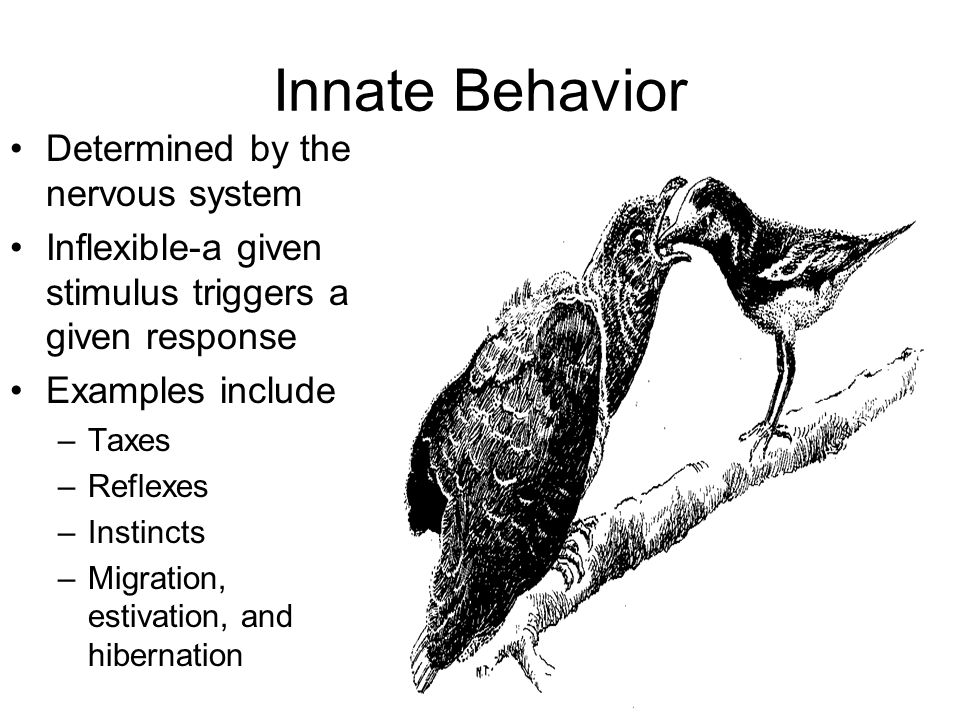 Animal Behavior. Behavior Behavior is action that alters the relationship  between an organism and its environment Results from: –An external  stimulus. - ppt download