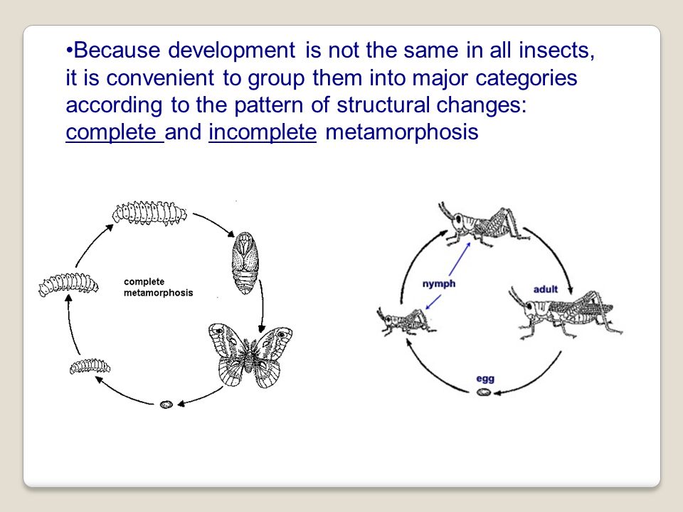 sexual reproduction involves the fusion of motile male and rh slideplayer com butterflies on venn diagrams houghton mifflin venn diagram