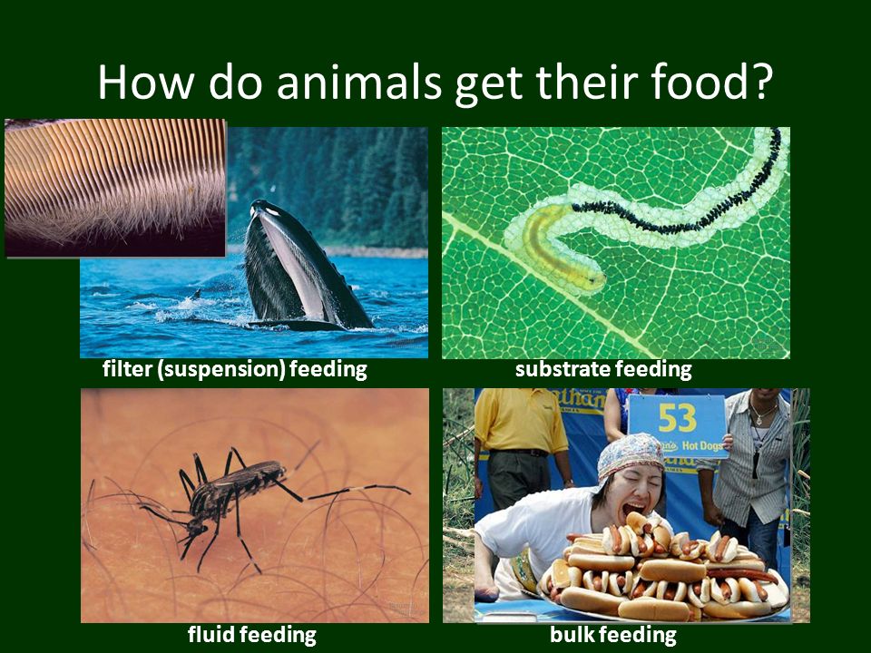 Animal Nutrition and Digestion Nutritional requirements Animals are  heterotrophs – need to take in food – Why? fulfills 3 needs… fuel =  chemical energy. - ppt download
