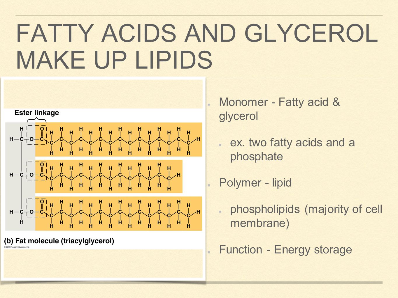 FATTY ACIDS AND GLYCEROL MAKE UP LIPIDS Monomer - Fatty acid & glycerol ex.