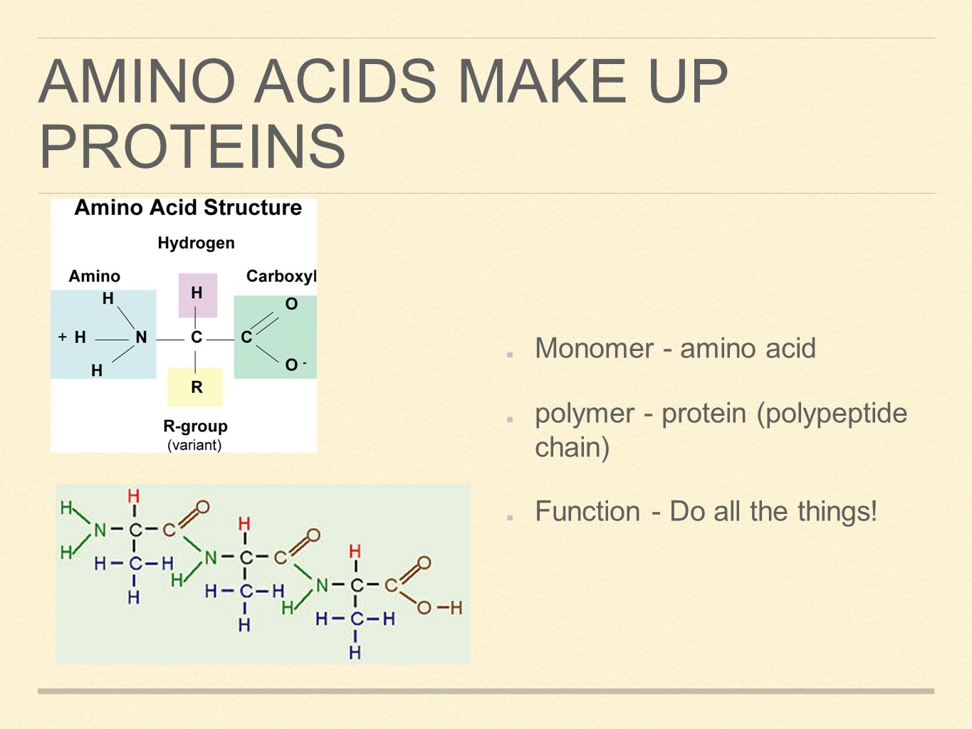AMINO ACIDS MAKE UP PROTEINS Monomer - amino acid polymer - protein (polypeptide chain) Function - Do all the things!