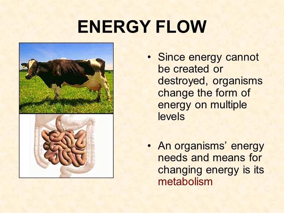 ENERGY FLOW Since energy cannot be created or destroyed, organisms change the form of energy on multiple levels An organisms’ energy needs and means for changing energy is its metabolism